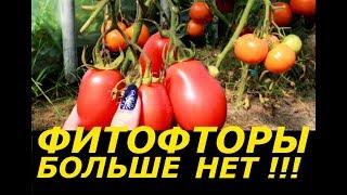 ФИТОФТОРЫ БОЛЬШЕ НЕТ!!! ТОП 5 СПОСОБОВ ЗАЩИТЫ УРОЖАЯ ТОМАТОВ ! ОБЗОР, РЕЗУЛЬТАТ!