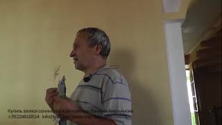 Евгений Аверьянов - Зерновая