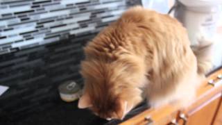 Almo Nature Canned Cat Food Review! [WATCH IN HD]