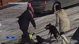 Владелец собаки, которая покусала двух школьников в Уфе, не желает приносить извинения