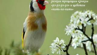 Пение Щегла