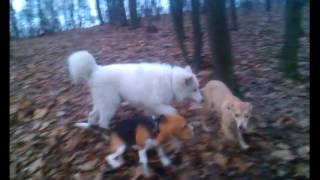 Самоедская лайка Каин играет с бигль Бублик ||  Samoyed husky Cain plays with Beagle Bage