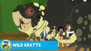 WILD KRATTS | Boxed In | PBS KIDS