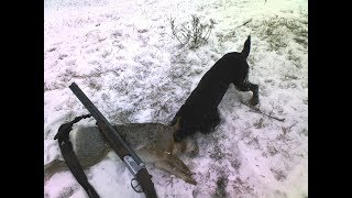Натаска ягдтерьера по  заячьему следу!Охота с Ягдтерьером