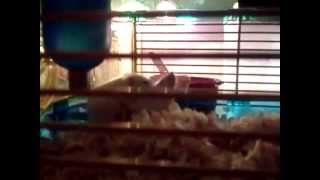 mouse porn +18