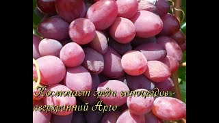 ВИНОГРАД АРГО