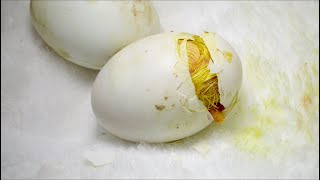 奇跡、コールダックの孵化　誕生の瞬間！