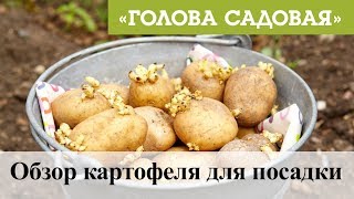 Голова садовая - Обзор картофеля для посадки