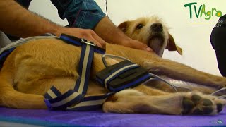 Cómo tratar Fracturas en las Patas de los Perros - TvAgro por Juan Gonzalo Angel
