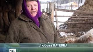 Искусственное осеменение коров
