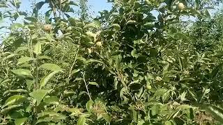 Сорт яблони Айдарeт на 6 год подвой ММ106！