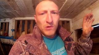 Заколол поросят- на продажу и домой// НУ И БЫЛ ЛИ СМЫСЛ ИХ ДЕРЖАТЬ