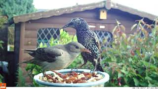 Rose-coloured Starling