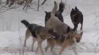 СВАДЬБА У СОБАК.ТУСОВКА