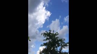 Такла гарика/about the pigeons of Russia