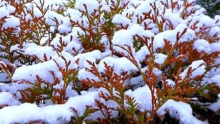 Футаж Зима. Кусты в Снегу. Заснеженные Кусты. Видеофутажи. Зимние Футажи