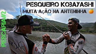 Pesqueiro Kobayashi - Muita ação na Anteninha - Pescaria#2