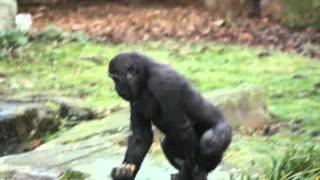 Apes Dance