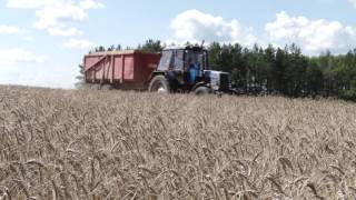 Уборка зерновых на полях Богородского района.