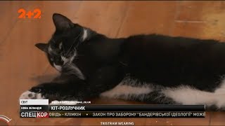 У Новій Зеландії кіт-клептоман розсварив закоханих