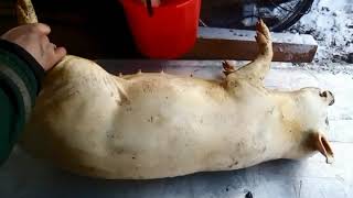 18+Забой поросёнка, опаливание и разделка туши/Pig Cleaning And Cutting