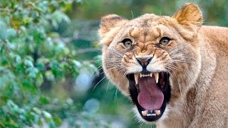Дикая природа Охота диких животных Африки