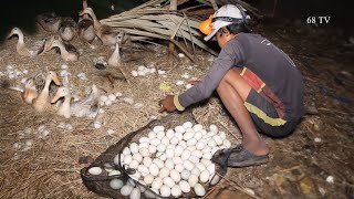 Lụm 3.500 trứng vịt trong một đêm/smart duck