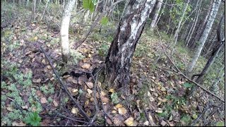 Ядовитая Змея ГАДЮКА готовится к спячке!