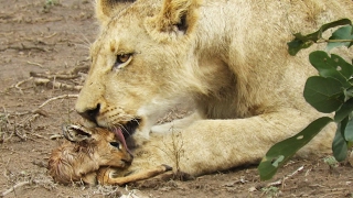When the Lion Lies Down with the Lamb