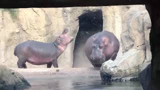 Hippo Temper