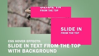 CSS Image Hover Effects: Slide in Text from the Top with Background