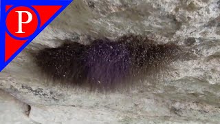 Amazing, Well over 1000 Daddy long legs Spiders staying cool in the mouth of a cave.