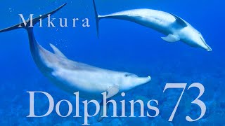 御蔵島ドルフィンスイム 海藻を気にするイルカ/タカベの群れ/カメ 6月