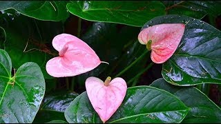 Дорога Антуриум Road Anthurium Мужское Счастье Теплица Kas Greenhouse Шансон, Chanson,