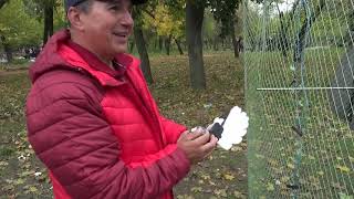 Николаевские голуби. Николаев, ярмарка 19.10.2019.