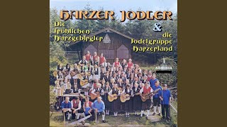 Im grünen Harzerwald