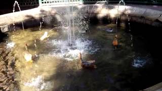 Lustiger Springbrunnen