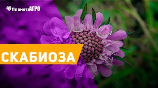 ? Семена цветов Скабиоза ✔️ украшение для сада ? Планета Агро