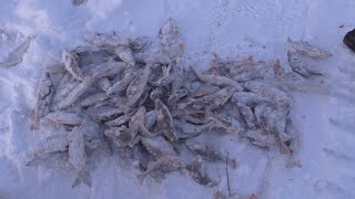 отличная зимняя рыбалка на таежной реке в январе.