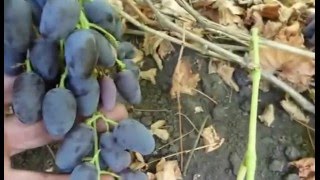 Сорт винограда Ашикани.