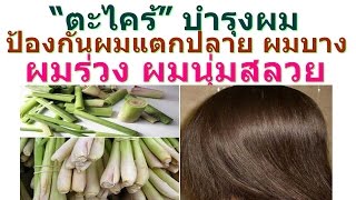 ตะไคร้ (lemon grass) บำรุงผม ป้องกันผมแตกปลาย ผมบาง ผมร่วง(Hair Loss) ผมนุ่มสลวย