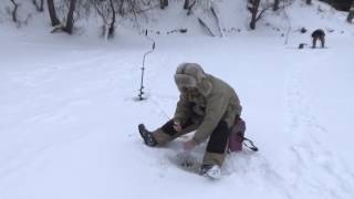 Городская рыбалка. Street Fishing.Ловля на безмотылку на реке Уча.
