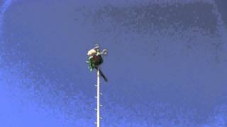Rietta Wallenda swaypole