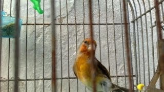 Καρδερινοκάναρο με ωραίες φωνές (Goldfinch x Canary) | HD |