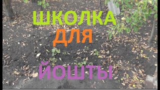 Как я РАЗМНОЖАЮ ЙОШТУ