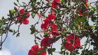 Алая Красота Гибискуса!!лат. Hibiscus!Кирьят-Ям.Израиль.Kiryat-Yam. Israel.