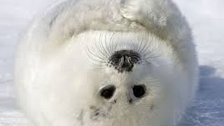 Самые Милые Животные Планеты (Морские Котики)Most Cute Animals of the Planet ( seals)