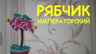 Бисероплетение для начинающих (Рябчик императорский 1 часть) Мастер-класс