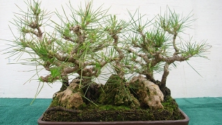 Pinus koraiensis - Korean pine