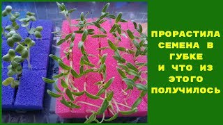 ЧТО БУДЕТ С КОРНЯМИ РАССАДЫ  ЕСЛИ ПРОРАСТИТЬ СЕМЕНА В ГУБКЕ